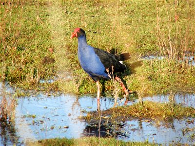 Pukeko photo