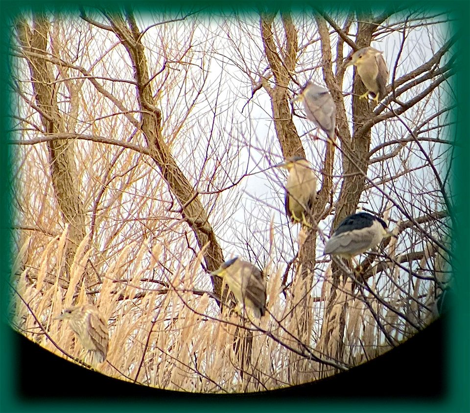 Black-crowned night herons