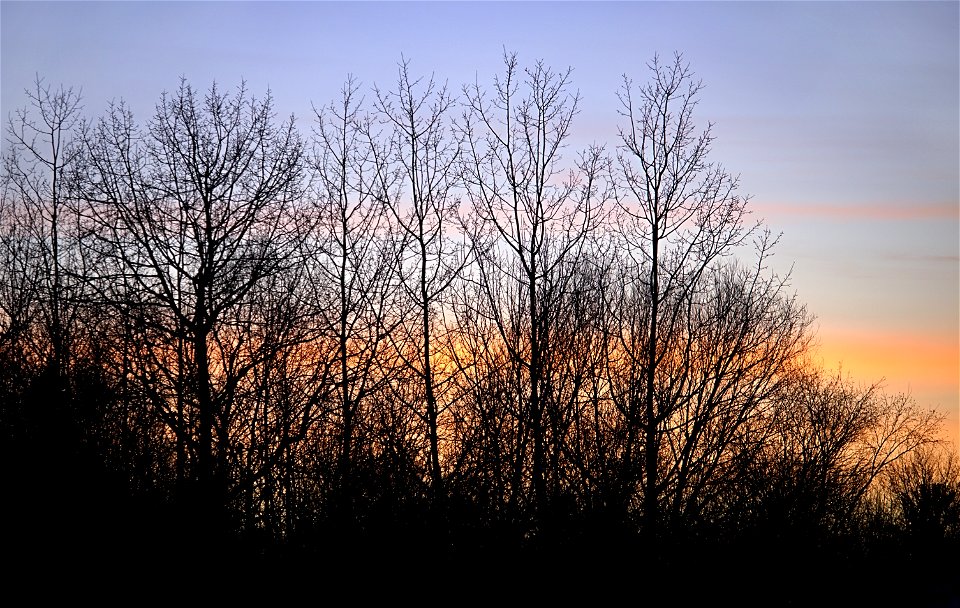 Winter Evening Tree Canopy photo