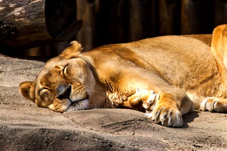 Lounging Lioness
