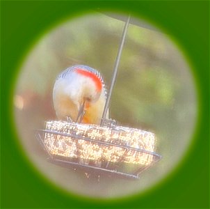 Red Bellied Woodpecker photo
