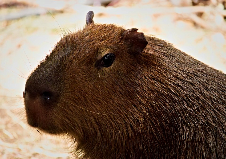 Clappity Blappity (capybara)