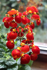 Calceolaria floret photo