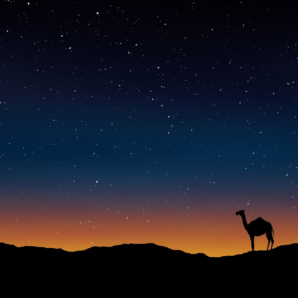 camel caravans traveling in the desert in sunset