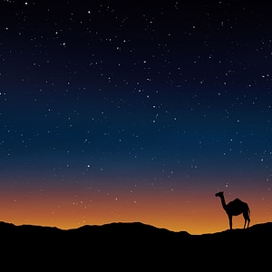 camel caravans traveling in the desert in sunset photo