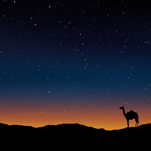 camel caravans traveling in the desert in sunset