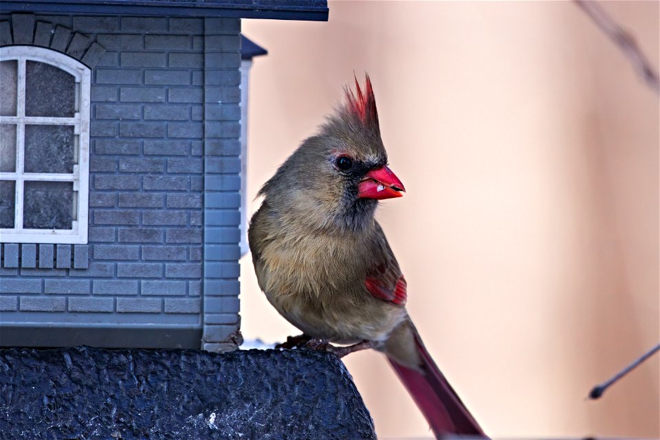 Beautiful female cardinal