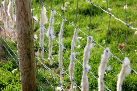 Wool on a Wire Fence photo