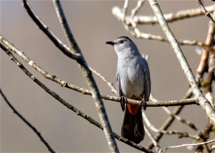 Gray Catbird photo