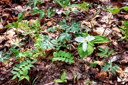 Spring Wildflowers