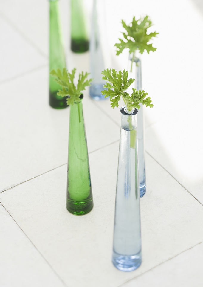 Green leaf on various glass bottles