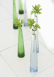 Green leaf on various glass bottles photo
