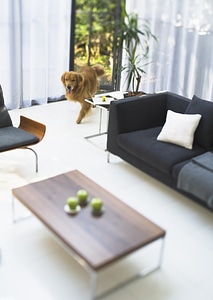 Inside of stylish house with dog