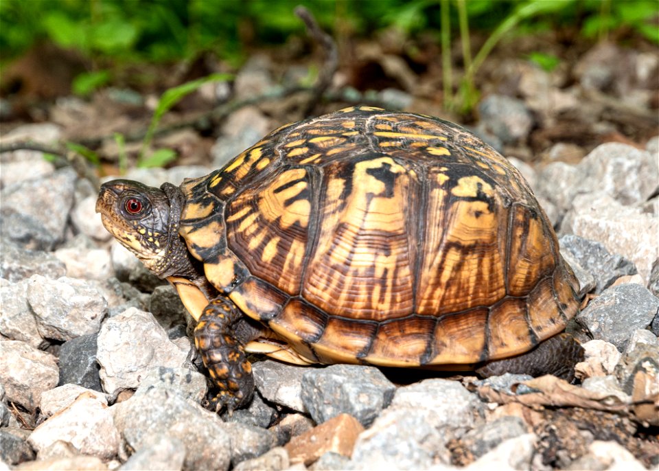 Eastern Box Turtle