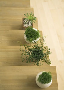 green sprouts with leaves growing at the pots on the stair