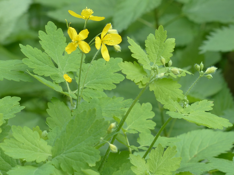Yellow capsules plant