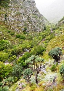 hiking trail. Western Cape mountains. South Africa