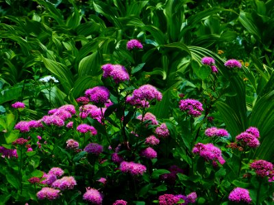 Forrest Flowers, Glacier National Park, MT