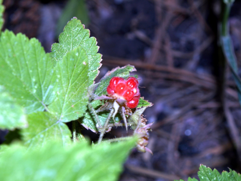 Red Raspberry Fruit wildflower