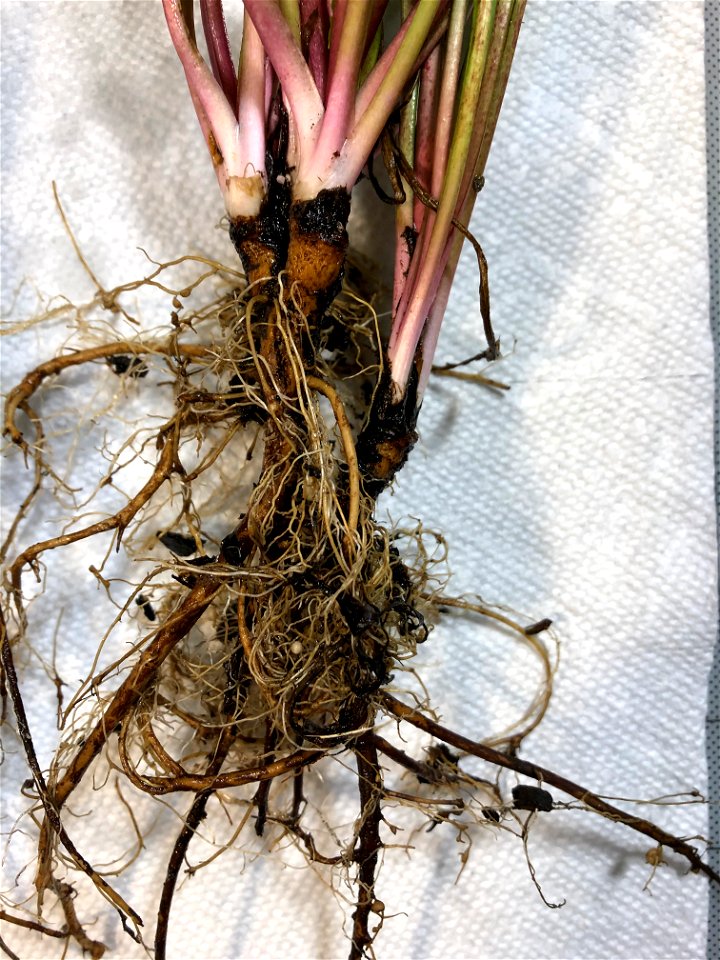 Dandelions and their roots