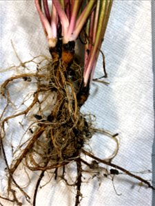 Dandelions and their roots