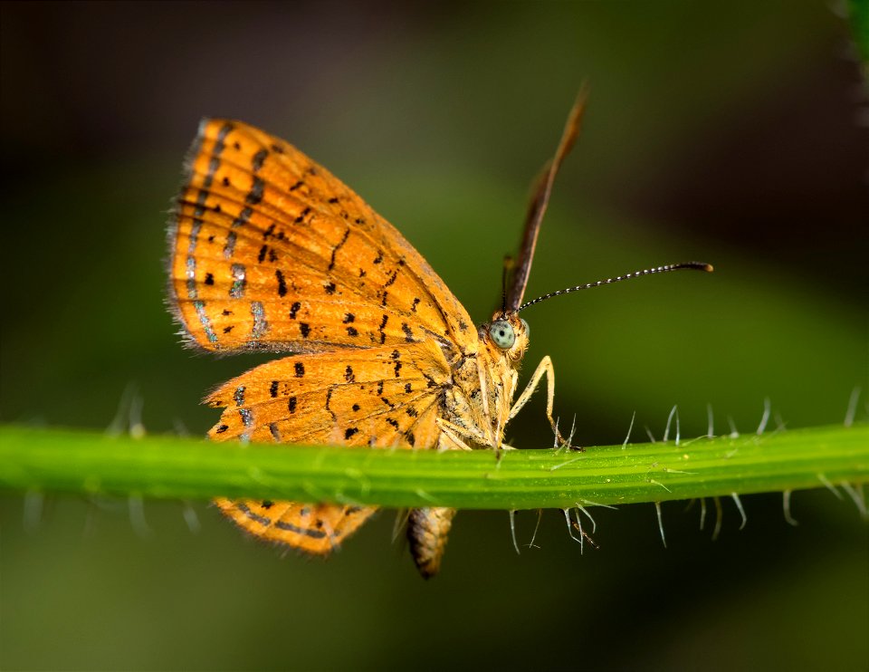Northern Metalmark