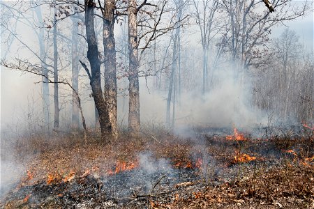 Prescribed Burn in Oak-Dominated Forest