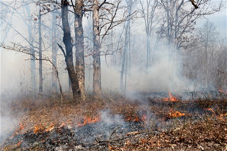 Prescribed Burn in Oak-Dominated Forest photo