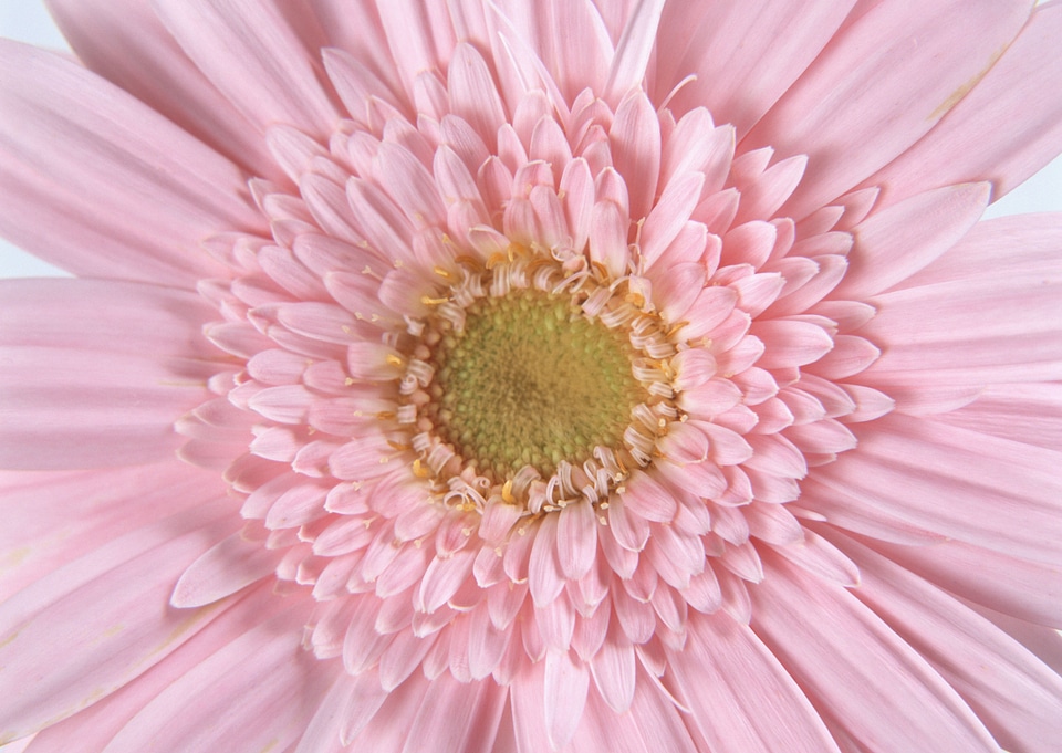 Pink Gerber flowers