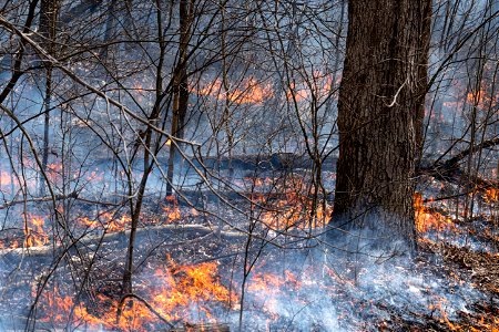 Prescribed Burn in Oak-Dominated Forest photo