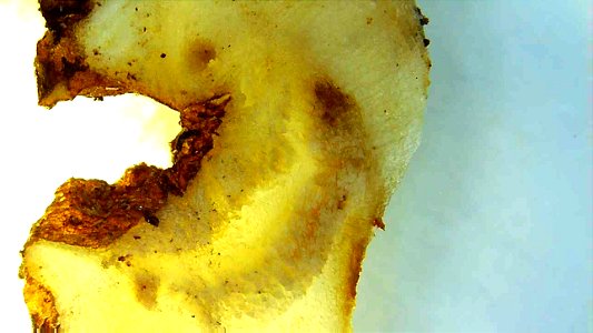 Dandelion nodules and nodule cross sections under magnification