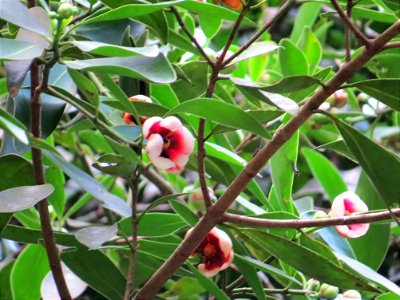 Clusia lanceolata Cambess.