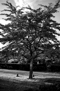 Tree in the summer photo