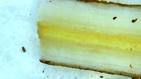 Dandelion root and stem cross sections under magnification