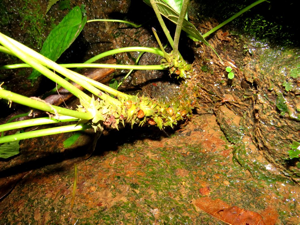 Dorstenia ramosa (Desv.) Carauta, C.Valente & Sucre