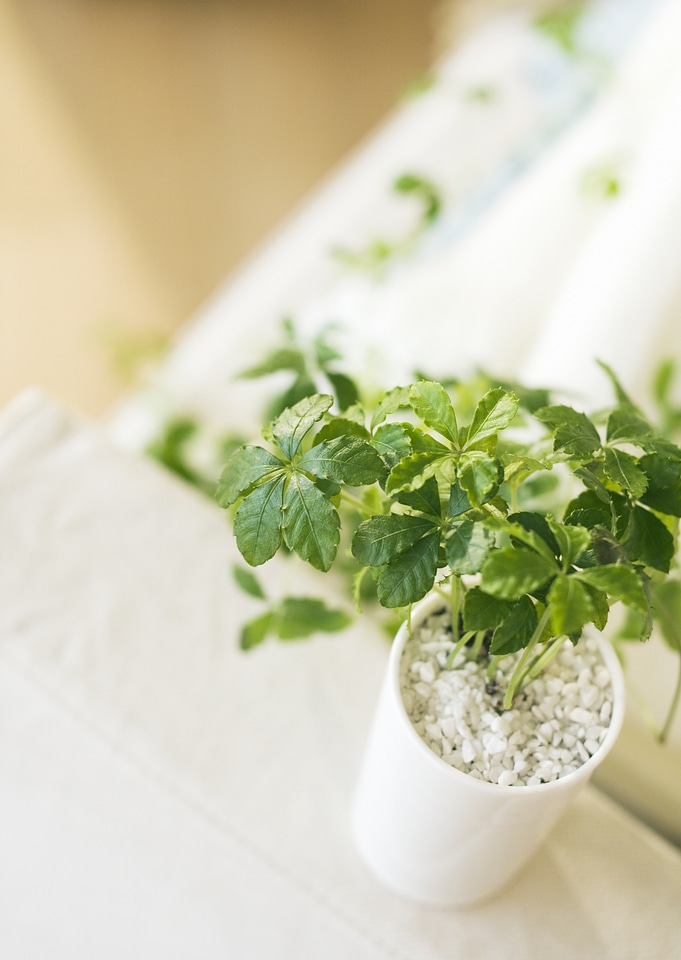 Plants in modern pot on white table