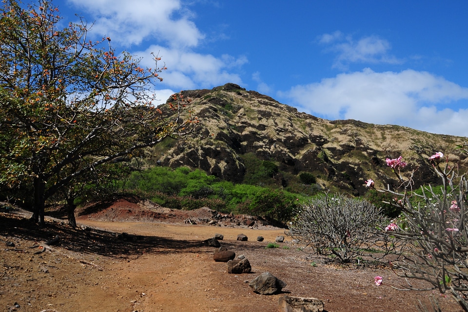 cactus trees inside the crater of Koko Head