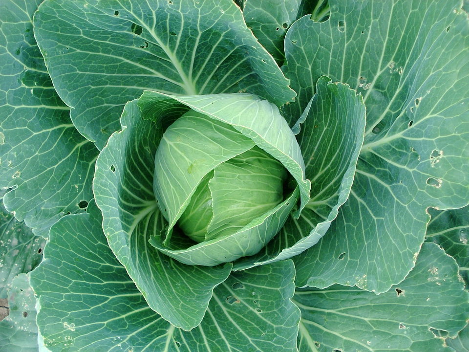 Cabbage plants plant vegetable