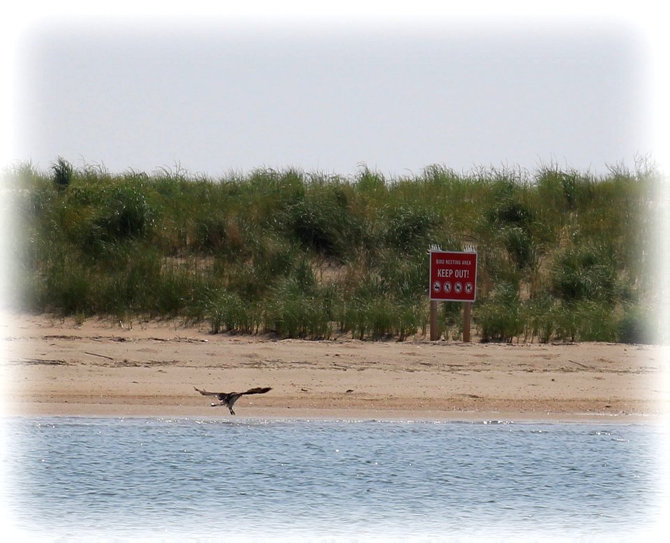 Cape Henlopen from a boat photo