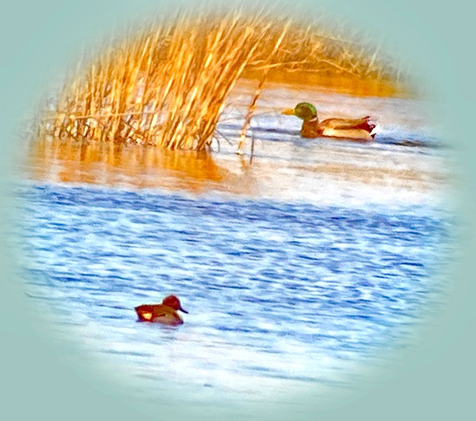 Duck Photo