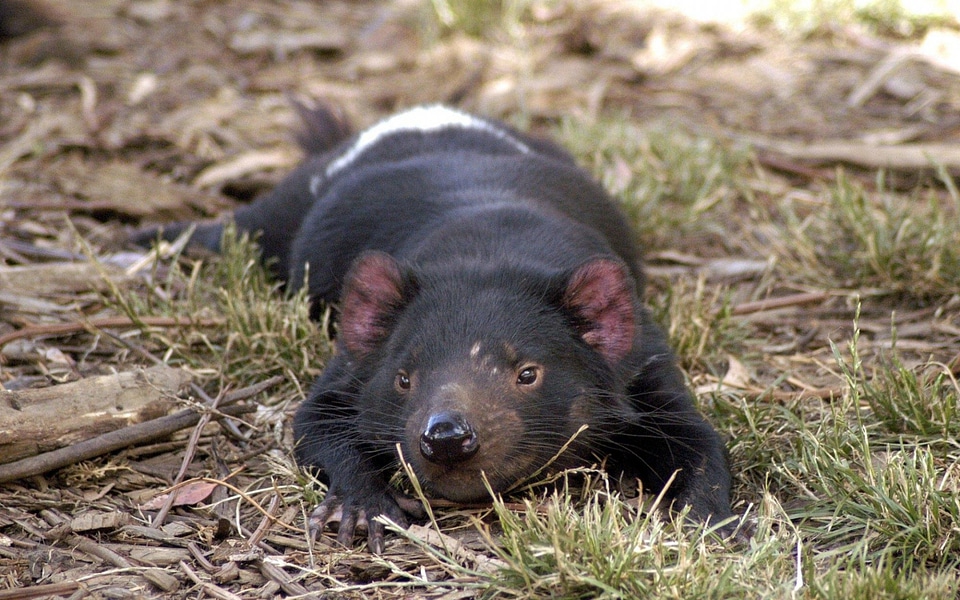 Tasmania - BookToday Travel
