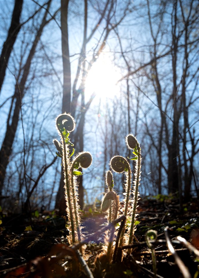 Christmas Fern Fiddleheads