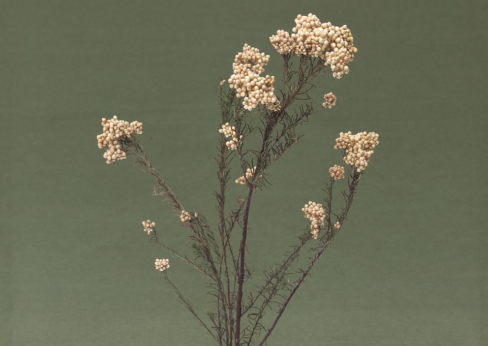 Dried wildflowers on dark green