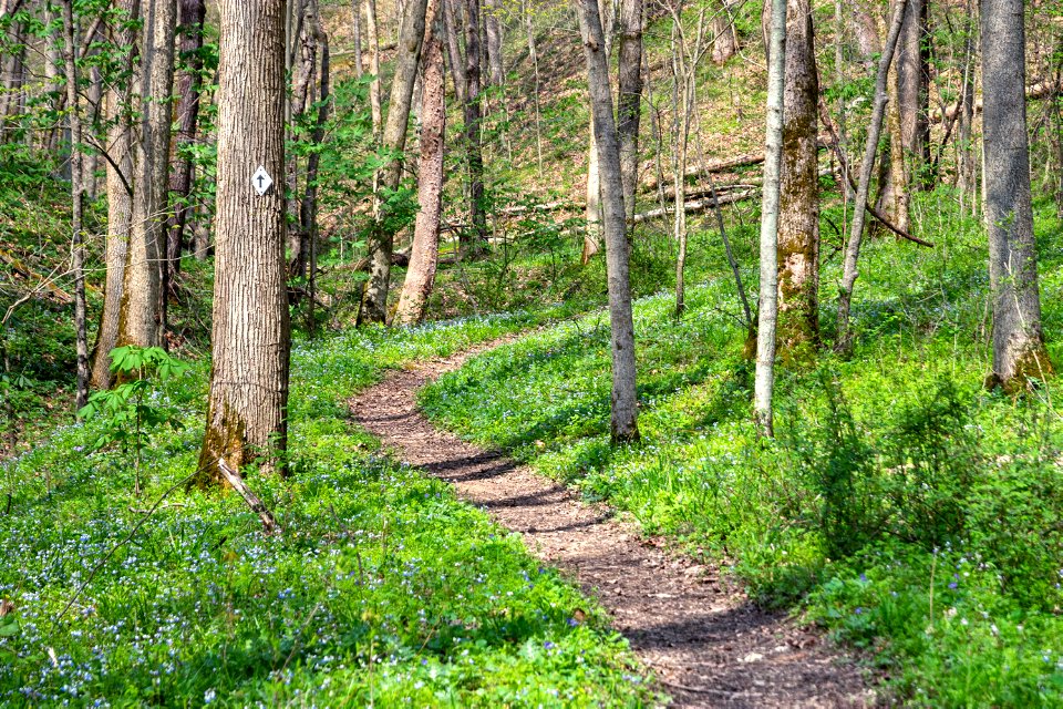 Wildcat Hollow Trail