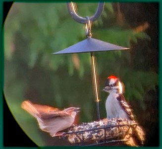 Northern Downy Woodpecker and House Sparrow photo