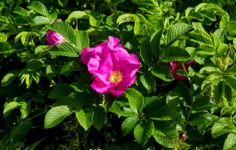 Rosa rugosa in Lahälla