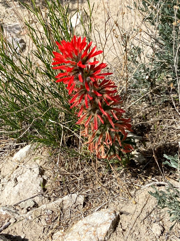 Northern Indian Paintbrush Wildflower