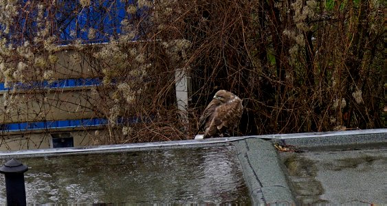 buzzard in the backyard, squirrels keep a low profile, some bussards die from rat poison photo
