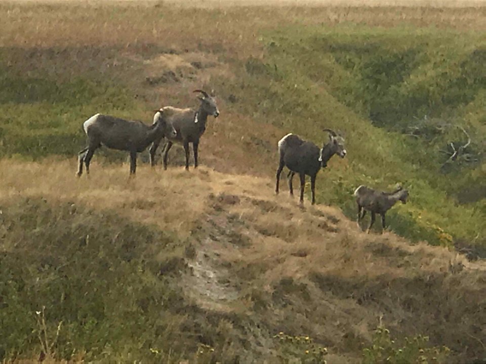 Pronghorn in Badlands