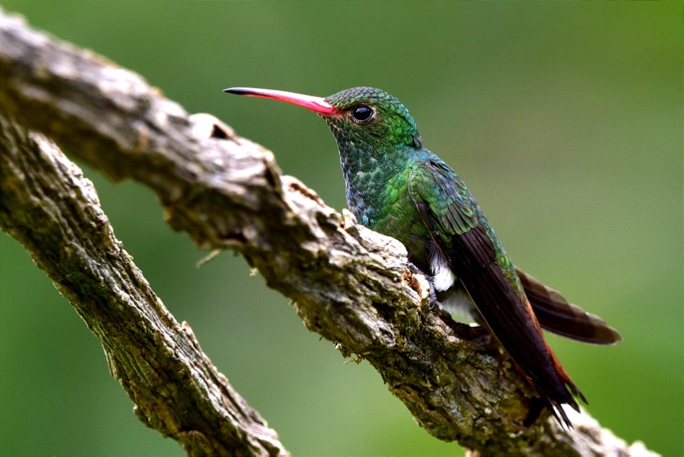 Amazilia tzacatl - Amazilia colirrufo